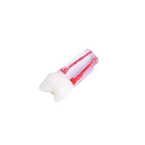 Fuji Endo Kronlu Diş Premolar