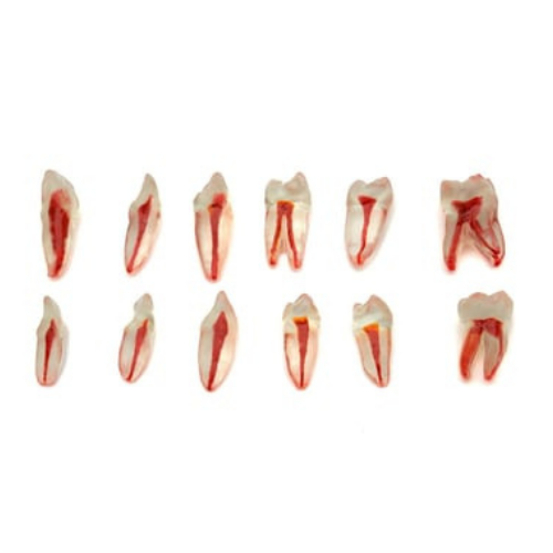 Fuji Endodontik Şeffaf Kanallı Köklü Dişler