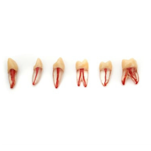 Fuji Endodontik Kronlu Şeffaf Diş Ayrı Köklü